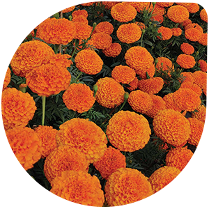 Marigold