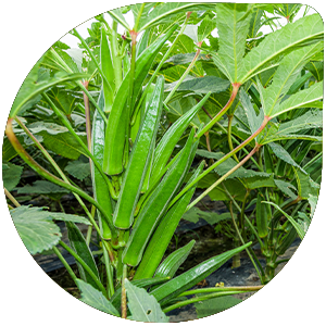 Okra