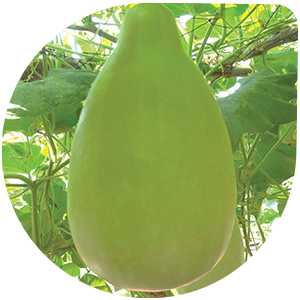 Bottle Gourd