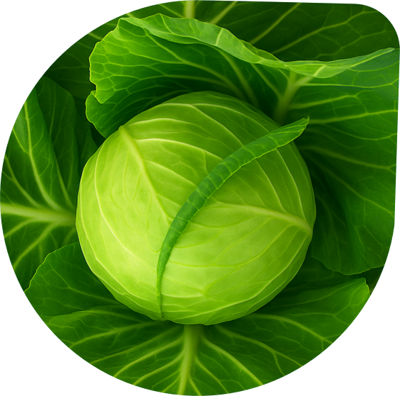 Cabbage