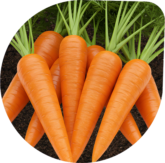 Carrot