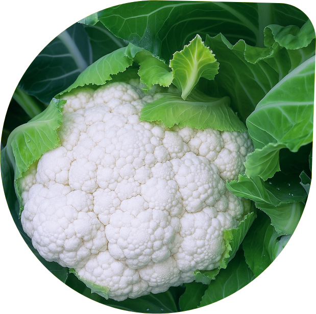 Cauliflower
