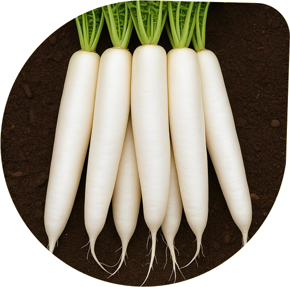 Radish