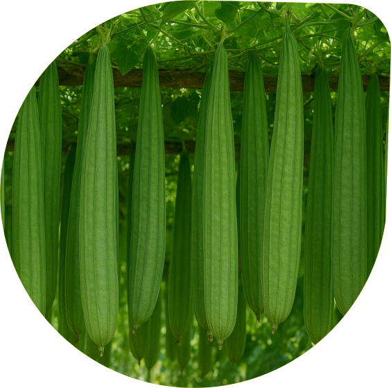 Ridge Gourd