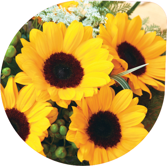 Ornamental Sunflower