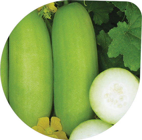 Wax Gourd